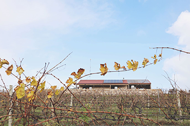 Cape Jaffa Wines